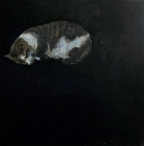 sleeping grey tabby cat with black background